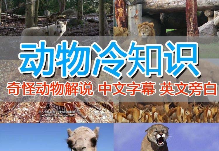 外面卖1699的国外纪录片解说（动物解说、美食、动画片）稳过中视频-科景网创